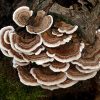 Turkey Tail mushroom benefits 1