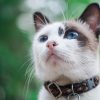 Collar For A Cat - Why You Need It And How To Choose