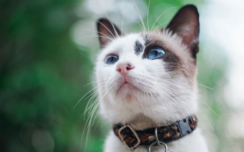 Collar for a cat