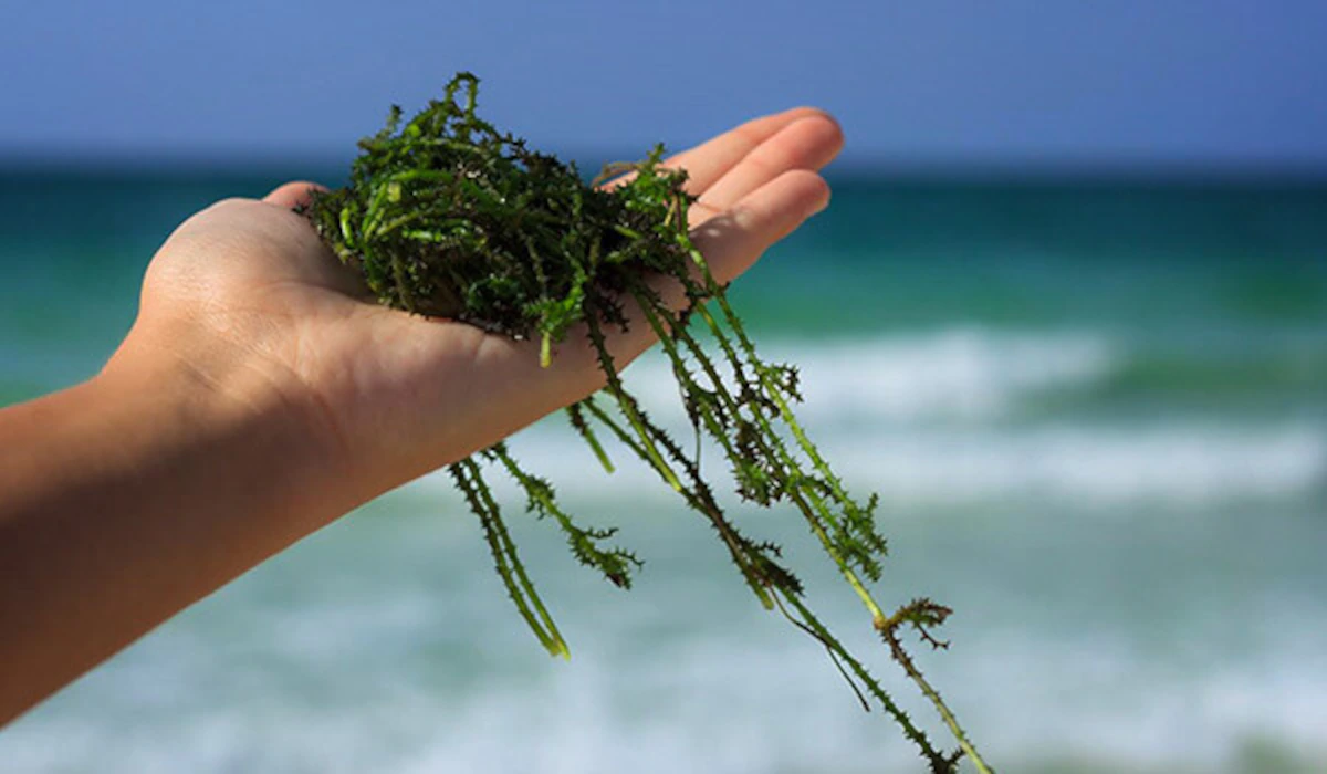 Benefits of Seaweed for Skin