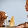 Can Dogs Eat Blue Cheese? Know These Facts Before Feeding Your Pets