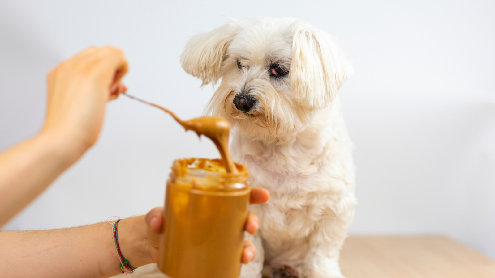 can dogs eat almond butter